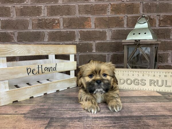 Lhasa Apso-DOG-Male-Gold-3256-Petland Knoxville, Tennessee