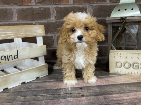 Cavapoo-DOG-Male-Red-3282-Petland Knoxville, Tennessee