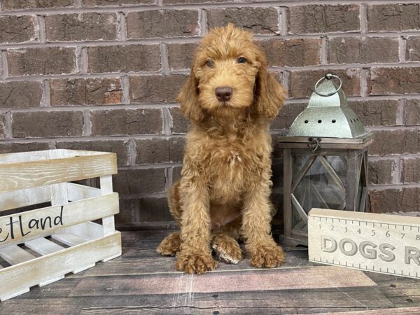 Labradoodle-DOG-Male-Red-3260-Petland Knoxville, Tennessee