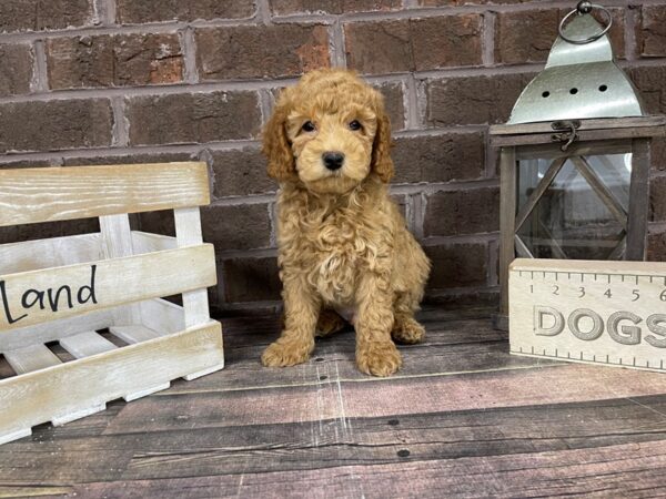 Mini Goldendoodle-DOG-Male-Red-3264-Petland Knoxville, Tennessee