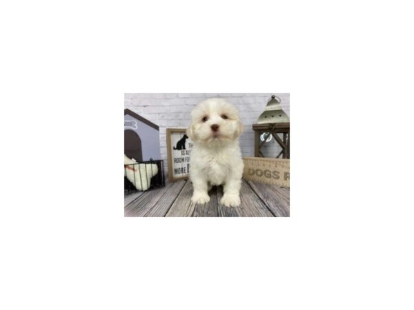 Shih Poo DOG Male Gold / White 3298 Petland Knoxville, Tennessee