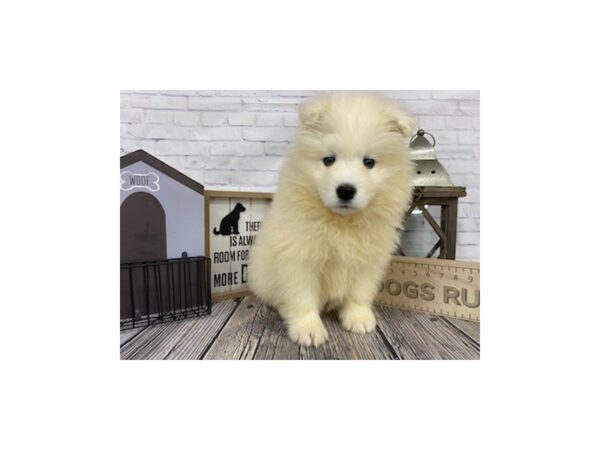Samoyed-DOG-Male-Cream-3291-Petland Knoxville, Tennessee