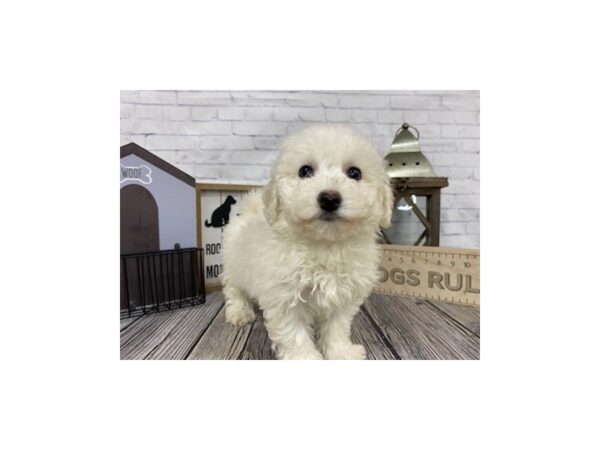 Bichon Frise-DOG-Female-White-3294-Petland Knoxville, Tennessee