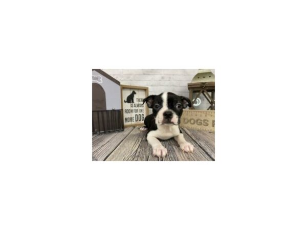 Boston Terrier-DOG-Female-Black & white-3302-Petland Knoxville, Tennessee
