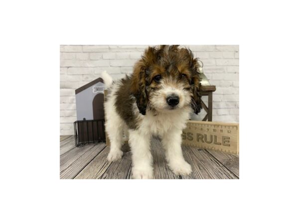 Bernedoodle DOG Female Brown/Wht 3299 Petland Knoxville, Tennessee