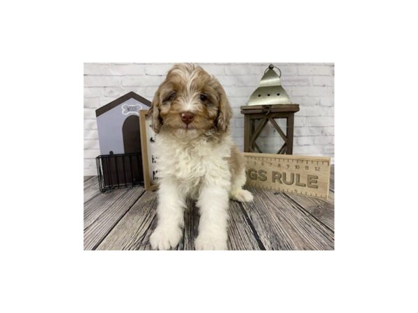 Bernedoodle-DOG-Male-Sable parti-3300-Petland Knoxville, Tennessee