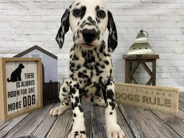 Dalmatian-DOG-Male-White / Black-3289-Petland Knoxville, Tennessee