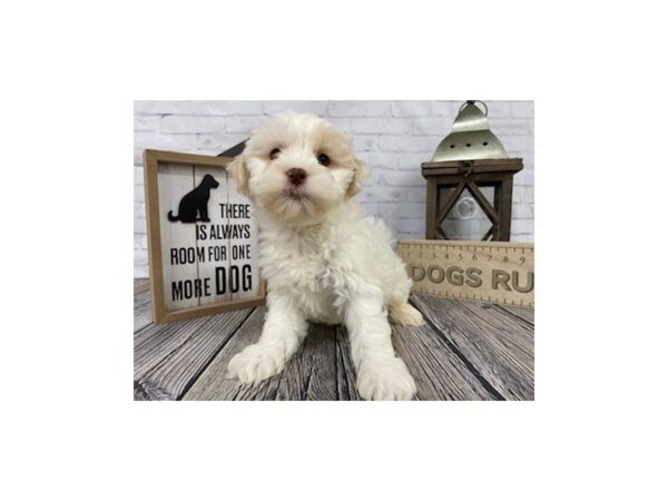 Shih Poo-DOG-Female-Cream / White-3297-Petland Knoxville, Tennessee