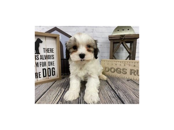 Shih Poo-DOG-Female-Cream / Brown-3296-Petland Knoxville, Tennessee