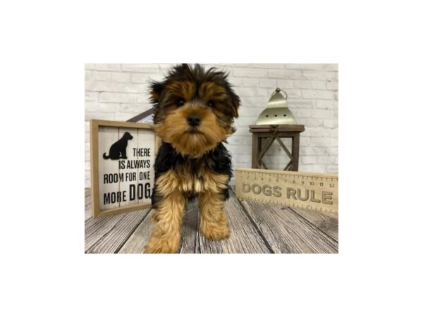 Yorkshire Terrier-DOG-Female-BLK TAN-3272-Petland Knoxville, Tennessee
