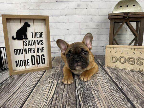 French Bulldog DOG Male Fawn 3303 Petland Knoxville, Tennessee