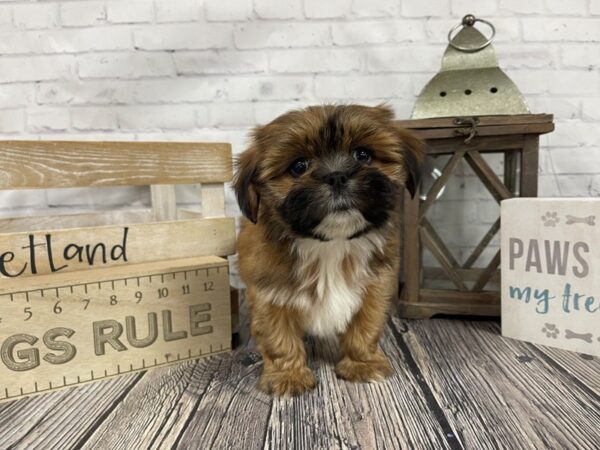 Lhasa Apso DOG Female Gld & Wht 3306 Petland Knoxville, Tennessee