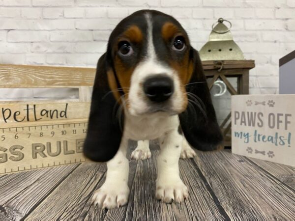 Bagle Hound-DOG-Male-Black White / Tan-3327-Petland Knoxville, Tennessee