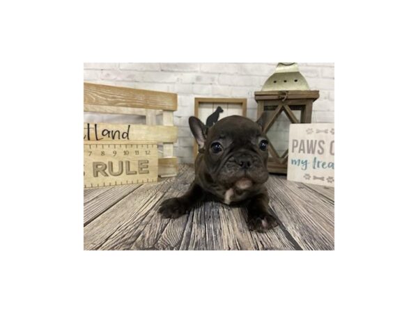 French Bulldog DOG Male BLACK 3324 Petland Knoxville, Tennessee