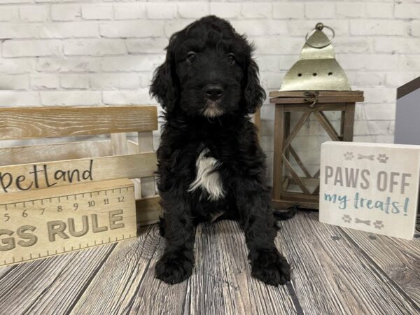 Moyen Goldendoodle-DOG-Male-BLACK WHITE-3312-Petland Knoxville, Tennessee