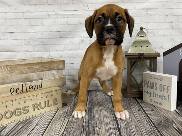 Boxer-DOG-Male-Fawn white-3311-Petland Knoxville, Tennessee