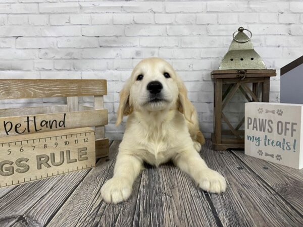 Golden Retriever-DOG-Male-Golden-3314-Petland Knoxville, Tennessee