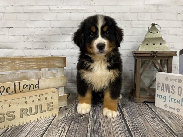 Bernese Mountain Dog-DOG-Male-Tri-3331-Petland Knoxville, Tennessee