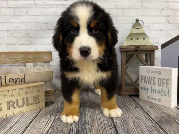 Bernese Mountain Dog-DOG-Male-Tri-3330-Petland Knoxville, Tennessee