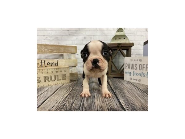 Boston Terrier-DOG-Female-Seal/Wht-3335-Petland Knoxville, Tennessee