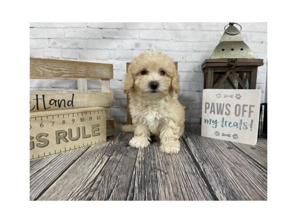 Lhasa Poo DOG Female BROWN WH 3318 Petland Knoxville, Tennessee