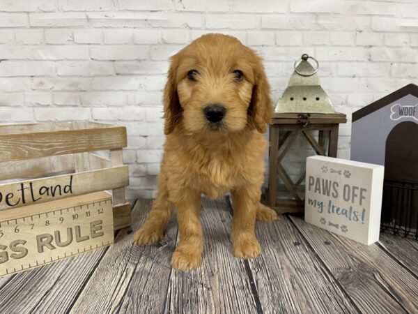 Goldendoodle-DOG-Female-DARK RED-3315-Petland Knoxville, Tennessee
