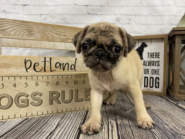 Pug-DOG-Female-Fawn Merle-3337-Petland Knoxville, Tennessee
