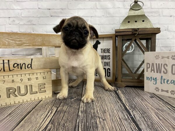 Pug DOG Female Fawn 3326 Petland Knoxville, Tennessee