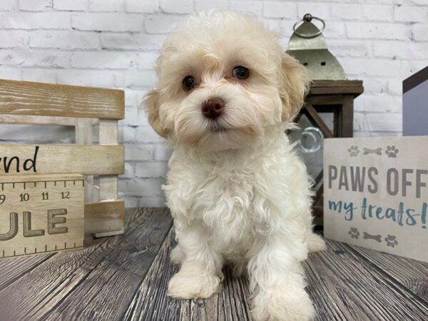 Maltipoo-DOG-Female-White-3329-Petland Knoxville, Tennessee