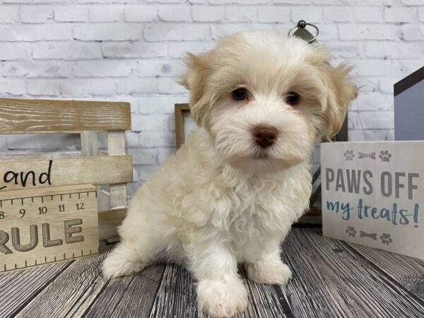 Maltipoo-DOG-Male-White-3328-Petland Knoxville, Tennessee