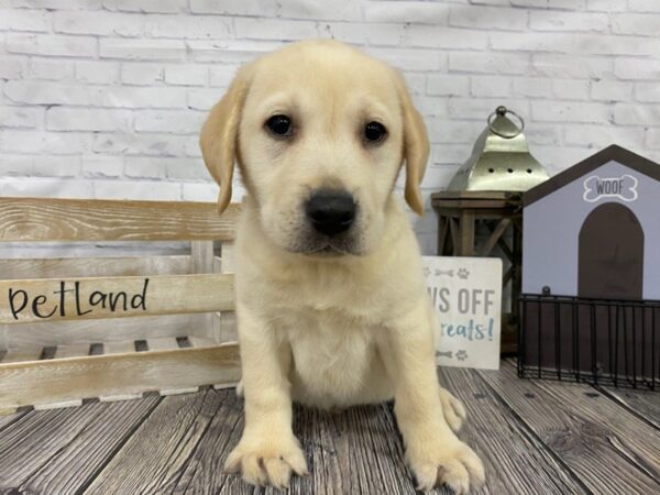 Labrador Retriever-DOG-Male-Yellow-3333-Petland Knoxville, Tennessee