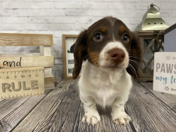 Dachshund DOG Male Chocolate / Tan 3344 Petland Knoxville, Tennessee