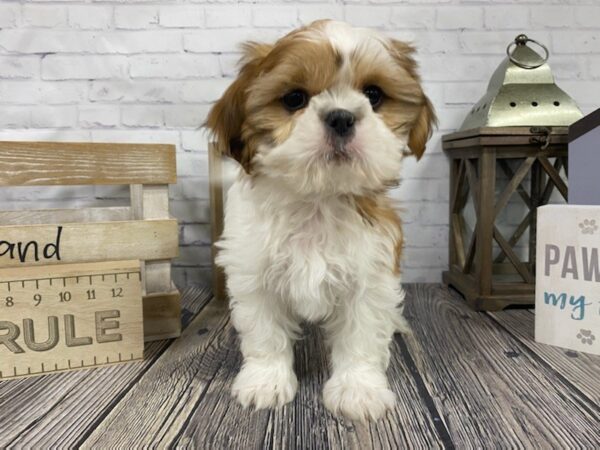 Shih Tzu DOG Male White / Gold 3325 Petland Knoxville, Tennessee
