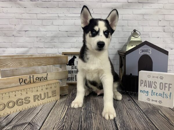Siberian Husky-DOG-Male-Black and White-3347-Petland Knoxville, Tennessee