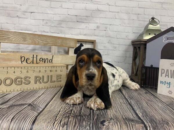 Basset Hound-DOG-Male-Tri-3346-Petland Knoxville, Tennessee