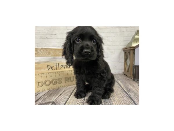 Cocker Spaniel-DOG-Male-blk-3352-Petland Knoxville, Tennessee