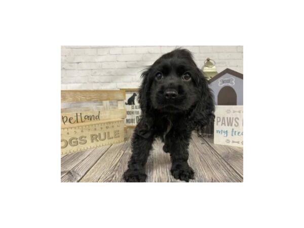 Cocker Spaniel-DOG-Male-blk-3351-Petland Knoxville, Tennessee