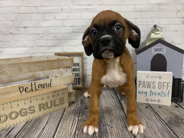 Boxer DOG Male Fawn White 3354 Petland Knoxville, Tennessee