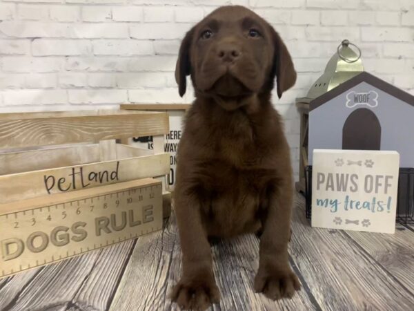 Labrador Retriever-DOG-Female-Chocolate-3358-Petland Knoxville, Tennessee