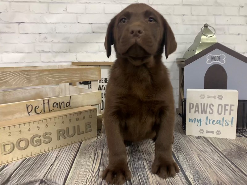 Labrador Retriever Puppy Chocolate ID3358 Located at Petland Knoxville