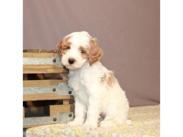 Goldendoodle Mini 2nd Gen-DOG-Female--3374-Petland Knoxville, Tennessee