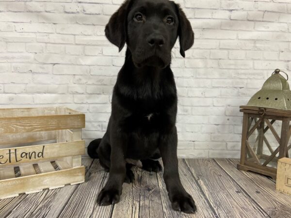 Labrador Retriever-DOG-Male-Black-3304-Petland Knoxville, Tennessee