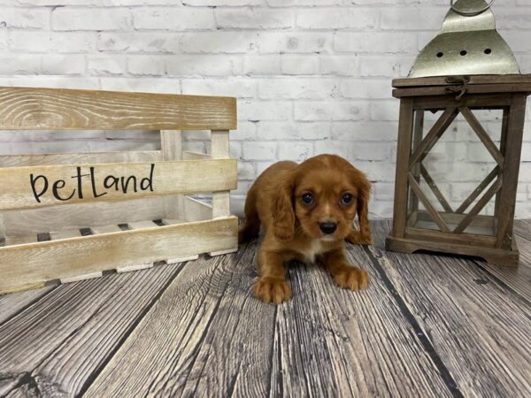 Cavalier King Charles Spaniel-DOG-Male-Red-3362-Petland Knoxville, Tennessee