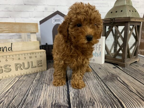 Miniature Poodle-DOG-Male-Red-3364-Petland Knoxville, Tennessee