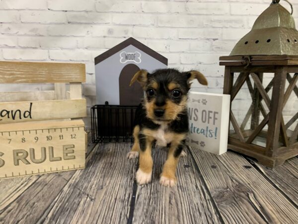 Ratshire Terrier-DOG-Female-Black / Tan-3372-Petland Knoxville, Tennessee
