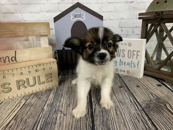 Papillon-DOG-Male-sable wh-3365-Petland Knoxville, Tennessee
