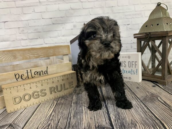 Cockapoo-DOG-Male-Blue Merle-3370-Petland Knoxville, Tennessee