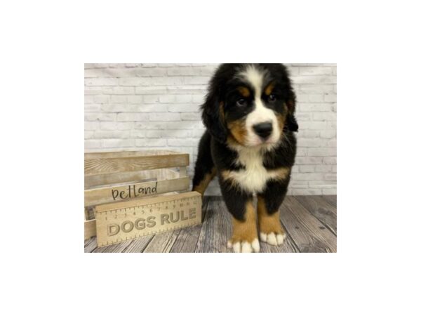Bernese Mountain Dog-DOG-Male-Black/Tan-3369-Petland Knoxville, Tennessee