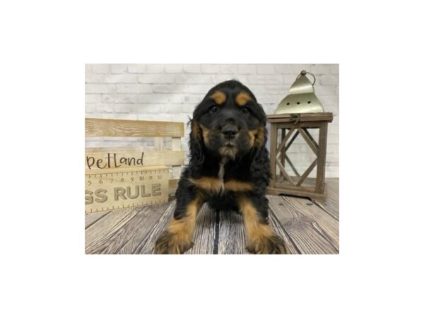 Cocker Spaniel-DOG-Male-Black-3367-Petland Knoxville, Tennessee