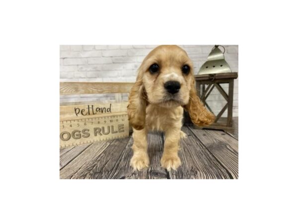 Cocker Spaniel DOG Female Buff 3368 Petland Knoxville, Tennessee